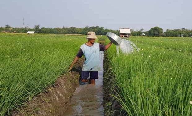 Irigasi Jadi Faktor Utama Petani Bali Tingkatkan Produktivitas Pertanian